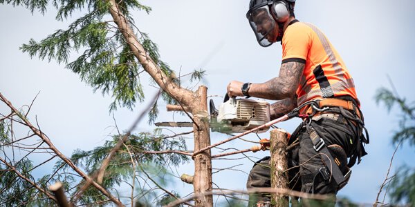 tree surgeon in St Helens